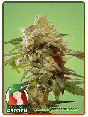 CBDV Afghani Strain Autoflowering Marijuana Seeds