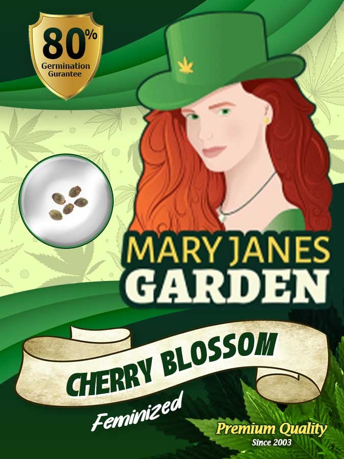 Cherry Blossom Strain Feminized Marijuana Seed