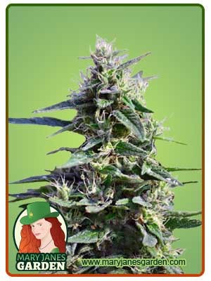 Purple Wreck Strain Feminized Marijuana Seeds