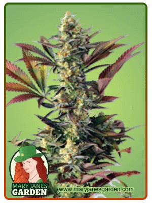 Lemon Garlic Strain Feminized Marijuana Seeds