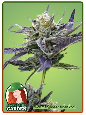 Blue Fruit Strain Autoflowering Feminized Marijuana Seeds