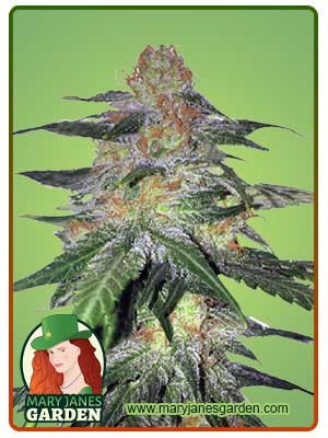 Melon Gum Strain Feminized Marijuana Seeds