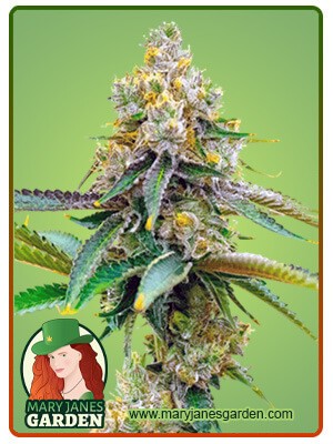 Bubblegum Haze Feminized Marijuana Seeds