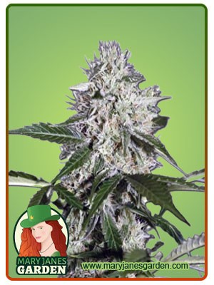 Northern Wreck Strain Autoflowering Feminized Marijuana Seeds