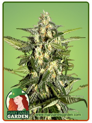 Jack Herer Strain Autoflowering Feminized Marijuana Seeds