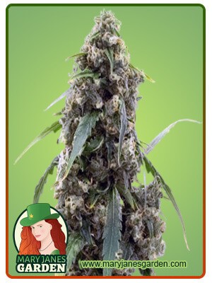 Alien Gorilla Glue Strain Feminized Marijuana Seeds