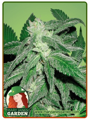 Taskenti Strain Feminized Marijuana Seeds
