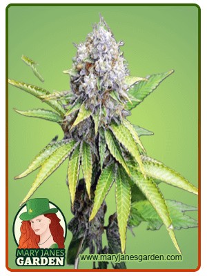 OG Kush Feminized Marijuana Seeds