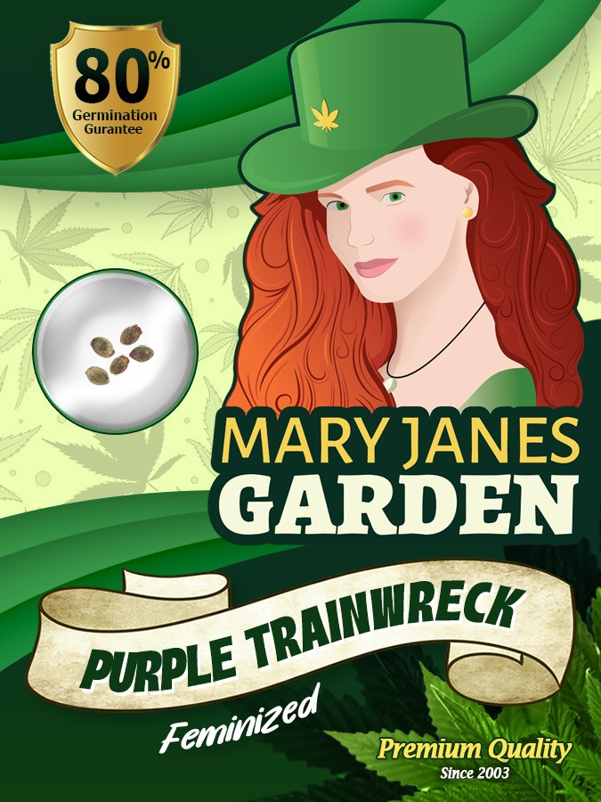 Purple Trainwreck Strain Feminized Marijuana Seeds