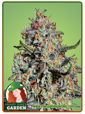 Northern Mango Strain Autoflowering Feminized Marijuana Seeds
