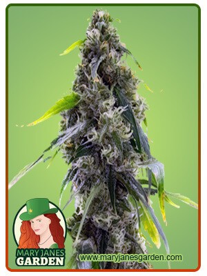 AK-47 Strain Autoflowering Feminized Marijuana Seeds