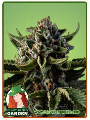 Dutch Treat Strain Autoflowering Feminized Marijuana Seeds