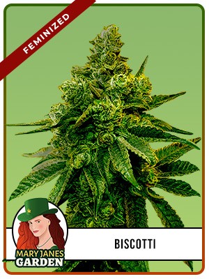 Biscotti Strain Feminized Marijuana Seeds