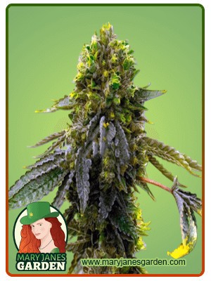 Shiskaberry Punch Strain Feminized Marijuana Seeds