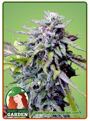 Grandaddy Purple Strain Feminized Marijuana Seeds