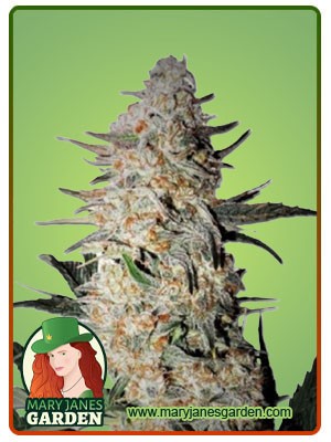 OG Punch Strain Feminized Marijuana Seeds
