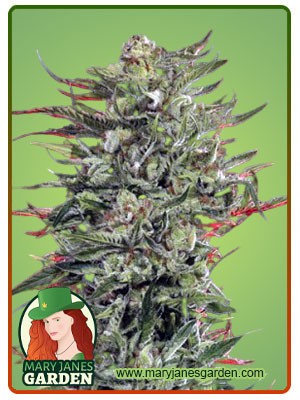 Strawberry Banana Cheese Strain Feminized Marijuana Seeds