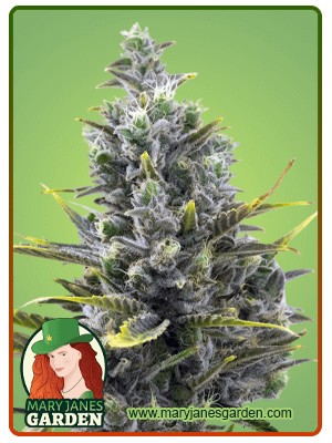 Wedding Cake Strain Autoflowering Feminized Marijuana Seeds