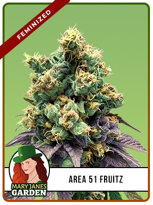 Area 51 Fruitz Strain Feminized Marijuana Seeds