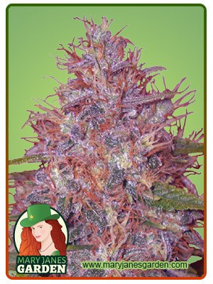 Early Strain Feminized Fast Version Strain Marijuana Seeds