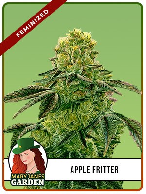 Apple Fritter Strain Feminized Marijuana Seeds
