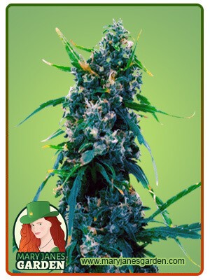 Blue Widow Strain Feminized Marijuana Seeds