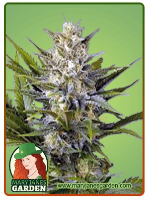 Skunk Feminized Marijuana Seeds
