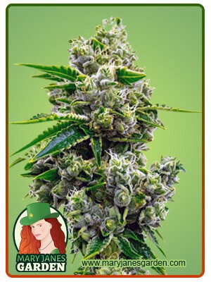 Critical Jack Strain Feminized Marijuana Seeds