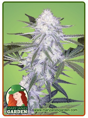 Super Silver Haze Autoflowering Feminized Marijuana Seeds