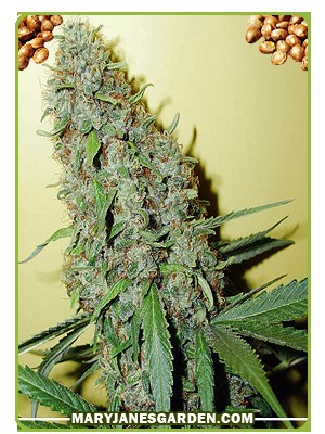 Cheese Strain Feminized Marijuana Seeds