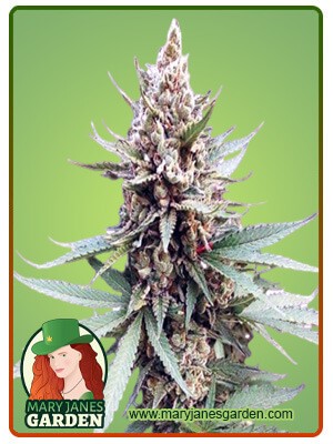 Blue OG Strain Feminized Marijuana Seeds