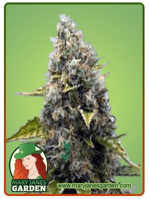 Strawberry Kush Feminized Marijuana Seeds