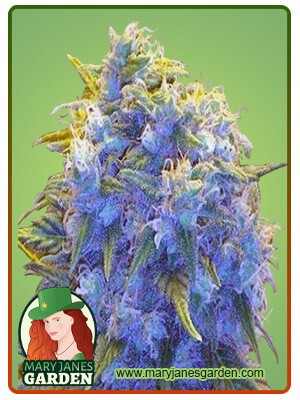 Blue Haze Feminized Marijuana Seeds