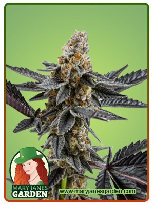 Meat Breath Strain Autoflowering Feminized Marijuana Seeds