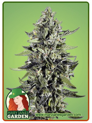 Skywalker Strain Feminized Marijuana Seeds