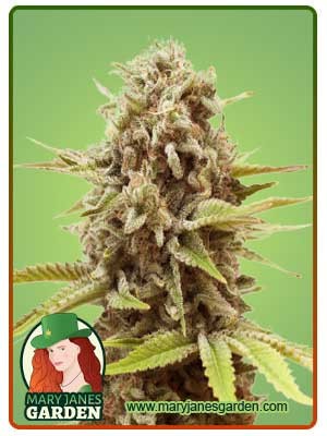 A La Mode Strain Feminized Marijuana Seeds