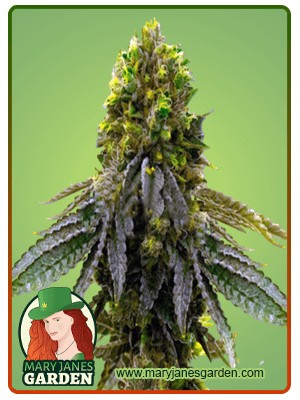 Snow Ripper Strain Feminized Marijuana Seeds