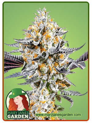 Do-si-Dos Strain Feminized Marijuana Seeds
