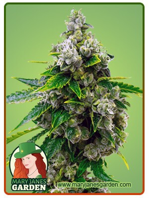 Candy Kush Feminized Marijuana Seeds