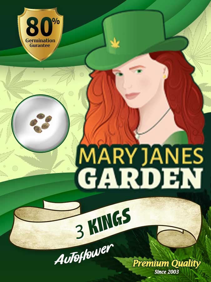 3 Kings Strain Autoflowering Feminized Marijuana Seeds