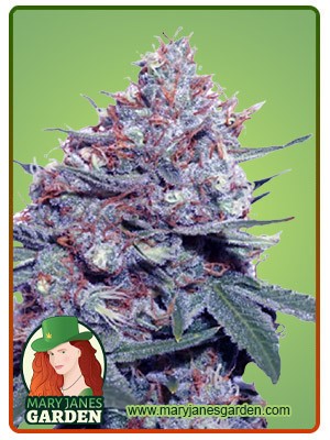 Dwarf King Strain Autoflowering Feminized Marijuana Seeds
