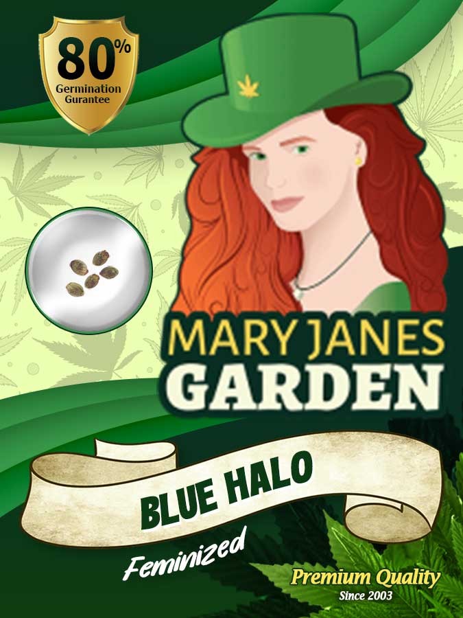 Blue Halo Strain Feminized Marijuana Seeds