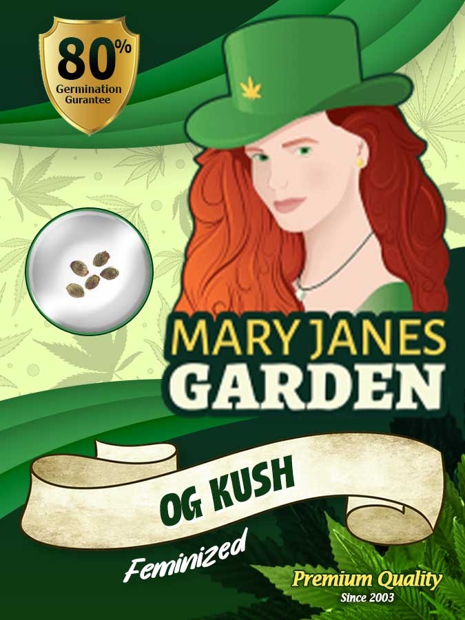 OG Kush Feminized Fast Version Marijuana Seeds