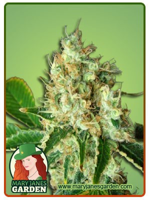Bubbilicious Strain Feminized Marijuana Seeds