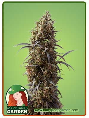 White Strawberry Skunk Strain Feminized Marijuana Seeds