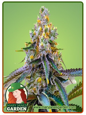 Amnesia Purple Strain Feminized Cannabis Seeds