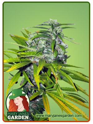 Mango Haze Autoflowering Feminized Marijuana Seeds