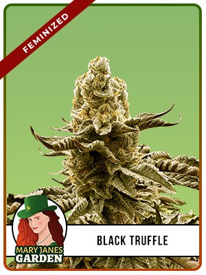 Black Truffle Strain Feminized Marijuana Seeds