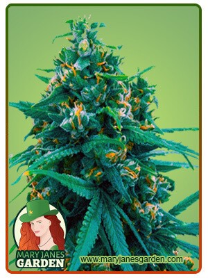 Blue Cheese Strain Autoflowering Feminized Marijuana Seeds