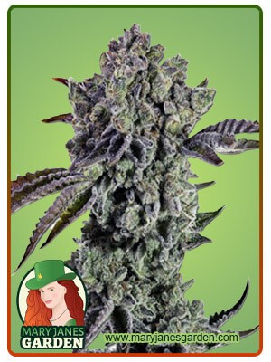 Animal Mint Strain Autoflowering Feminized Marijuana Seeds